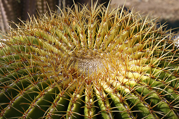 Image showing Golden ball cactus 