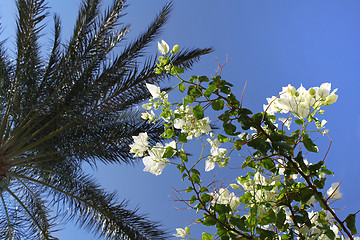 Image showing Branches of beautiful white bougainvillea and palm tree