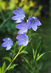 Image showing Balloon flowers