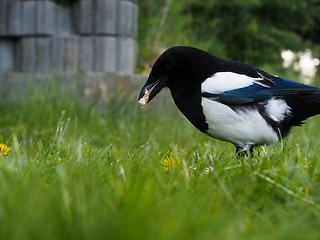 Image showing Eurasian magpie eating on closeup in fresh green grass at spring