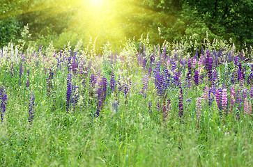 Image showing Wild lupines and sunlight