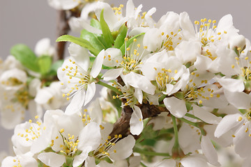 Image showing Spring flowering