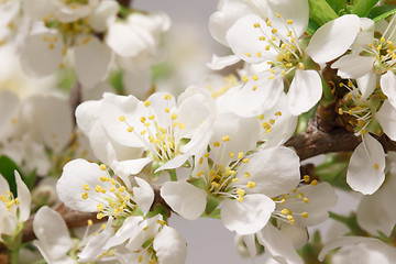 Image showing Spring flowering