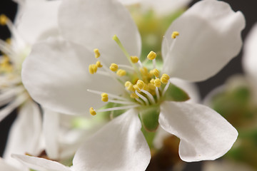 Image showing Breaking of spring