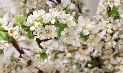 Image showing Spring flowering