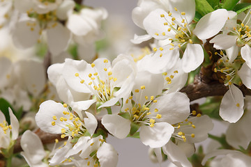 Image showing Breaking of spring