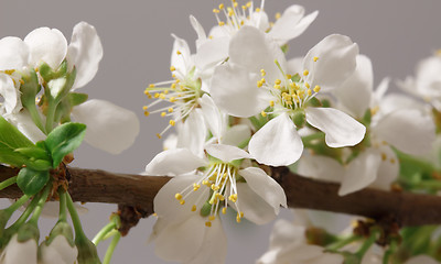 Image showing Spring flowering