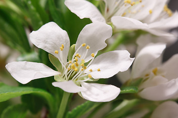 Image showing Breaking of spring