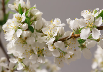 Image showing Spring flowering