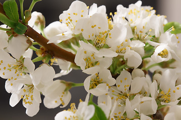 Image showing Spring flowering