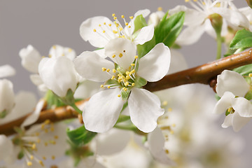 Image showing Spring flowering