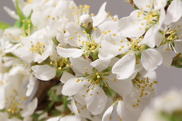 Image showing Breaking of spring