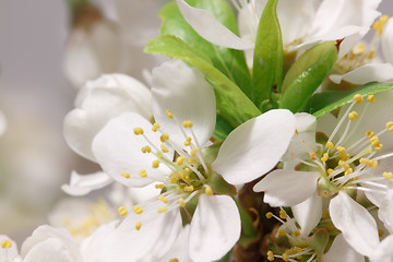 Image showing Spring flowering