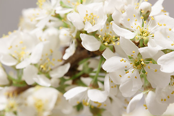 Image showing Spring flowering