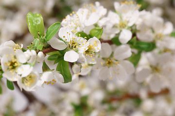 Image showing Breaking of spring