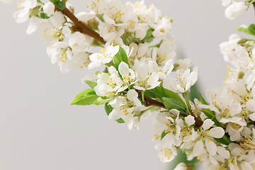 Image showing Spring flowering