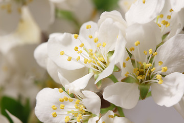 Image showing Spring flowering