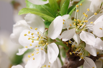 Image showing Spring came 