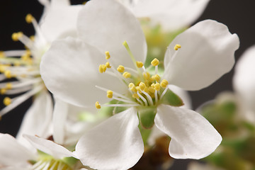 Image showing Spring flowering