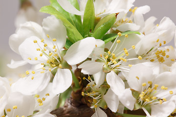 Image showing Spring flowering