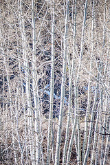 Image showing birch tree forest in mountains