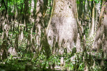 Image showing cypress forest and swamp of Congaree National Park in South Caro