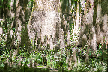 Image showing cypress forest and swamp of Congaree National Park in South Caro