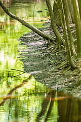 Image showing cypress forest and swamp of Congaree National Park in South Caro