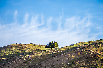 Image showing lone tree on mountain hills with blue sky