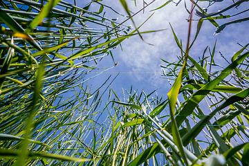 Image showing looking up at blue sky and grass in foreground