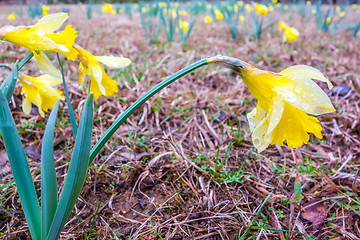 Image showing Beautiful yellow daffodils Narcissus