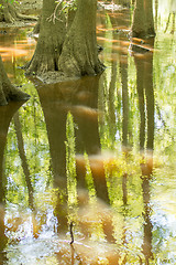 Image showing cypress forest and swamp of Congaree National Park in South Caro