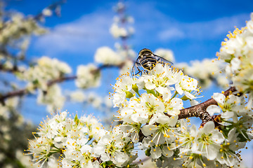 Image showing white cherry blossoms blooming in spring