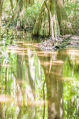 Image showing cypress forest and swamp of Congaree National Park in South Caro