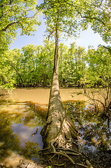 Image showing cypress forest and swamp of Congaree National Park in South Caro