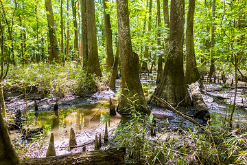 Image showing cypress forest and swamp of Congaree National Park in South Caro