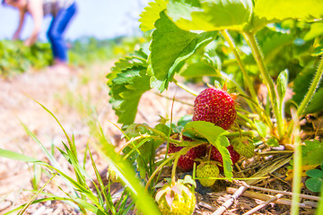 Image showing Strawberry fruits on the branch in the planting strawberry