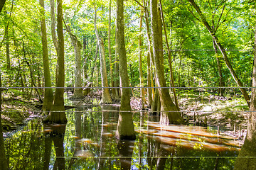 Image showing cypress forest and swamp of Congaree National Park in South Caro