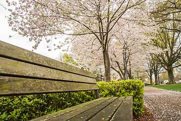 Image showing spring in the park with benches and sidewalk