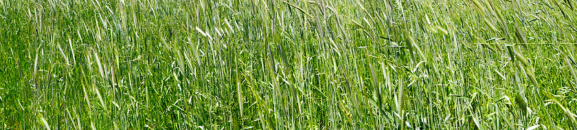 Image showing green grass wheat closeup panorama 