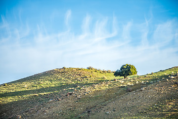 Image showing lone tree on mountain hills with blue sky