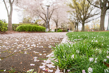 Image showing spring in the park with benches and sidewalk