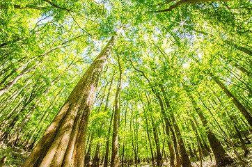 Image showing cypress forest and swamp of Congaree National Park in South Caro