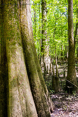 Image showing cypress forest and swamp of Congaree National Park in South Caro