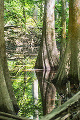 Image showing cypress forest and swamp of Congaree National Park in South Caro