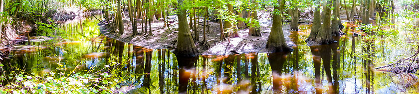 Image showing cypress forest and swamp of Congaree National Park in South Caro