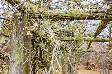 Image showing old vines in mountain vineyard with moss growing