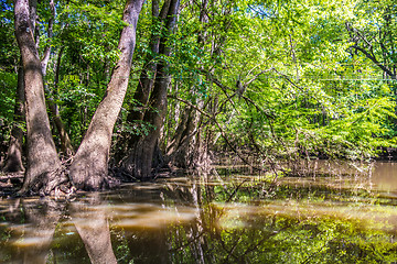 Image showing cypress forest and swamp of Congaree National Park in South Caro