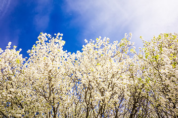 Image showing white cherry blossoms blooming in spring