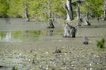 Image showing cypress forest and swamp of Congaree National Park in South Caro